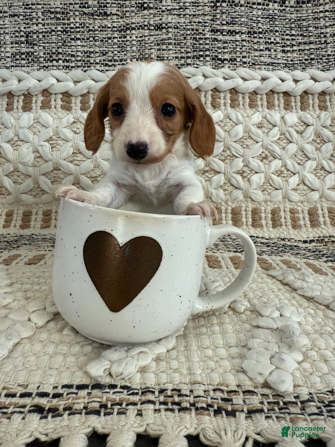 Miniature Dachshund dogs for sale: Lucy - Ad 1