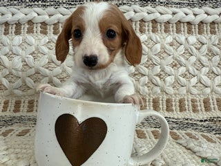 Miniature Dachshund dogs Lucy - Ad 31