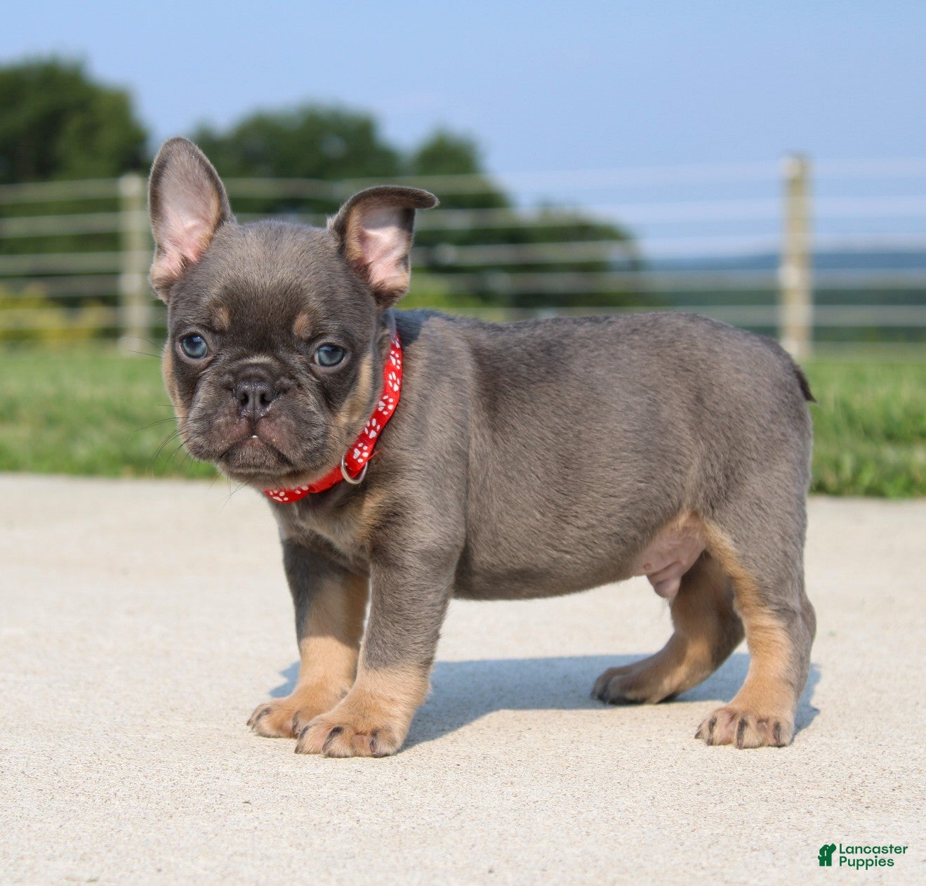 French Bulldog dogs Brock - Ad 2