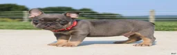 French Bulldog dogs for sale: Brock - Ad 2
