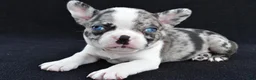 Mixed Breed dogs for sale: Bridget - Ad 3