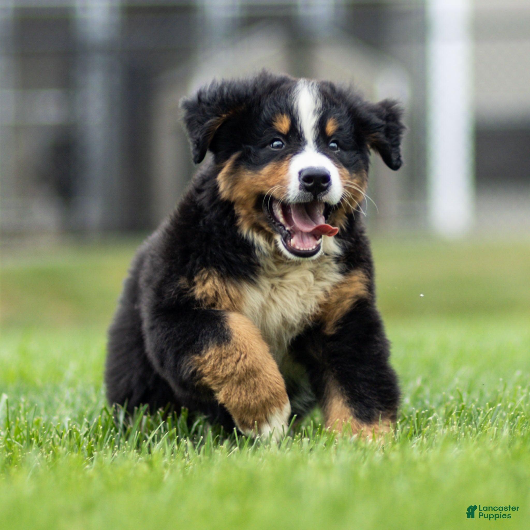 Bernese Mountain Dog dogs Brady Bernese Mountain Dog  - Ad 2