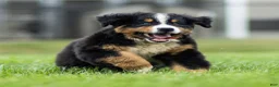 Bernese Mountain Dog dogs for sale: Brady (Genetically Clear) Bernese Mountain Dog  - Ad 11