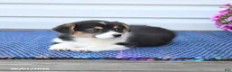 Welsh Corgi Pembroke dogs for sale: Ruby - Ad 3