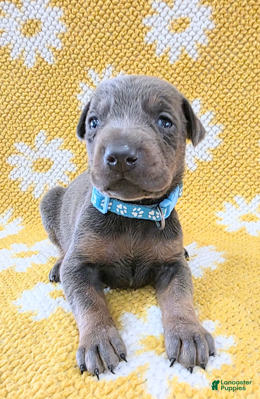 Doberman Pinscher dogs for sale: Doberman Pinscher Puppy 3 - Ad 2