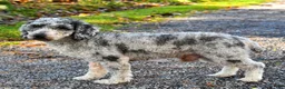 Shihpoo dogs for sale: Cassie    - Ad 7