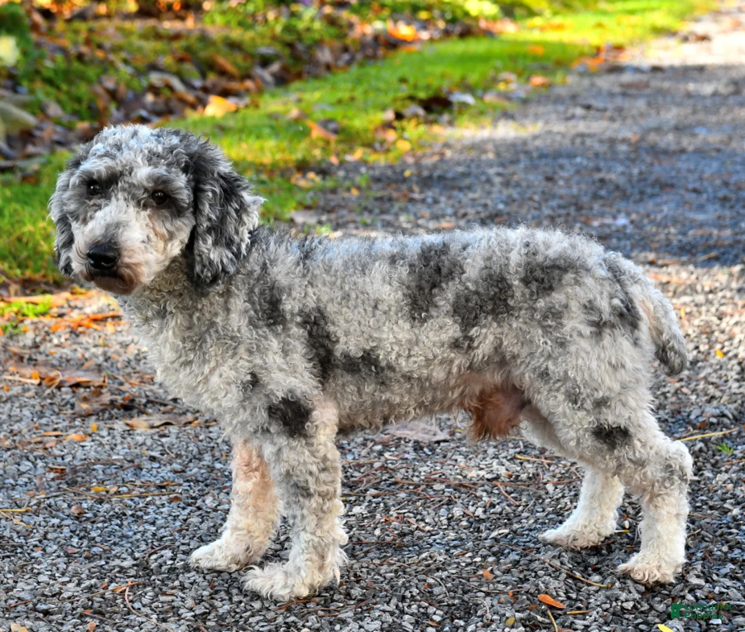 Shihpoo dogs for sale: Cassie    - Ad 7