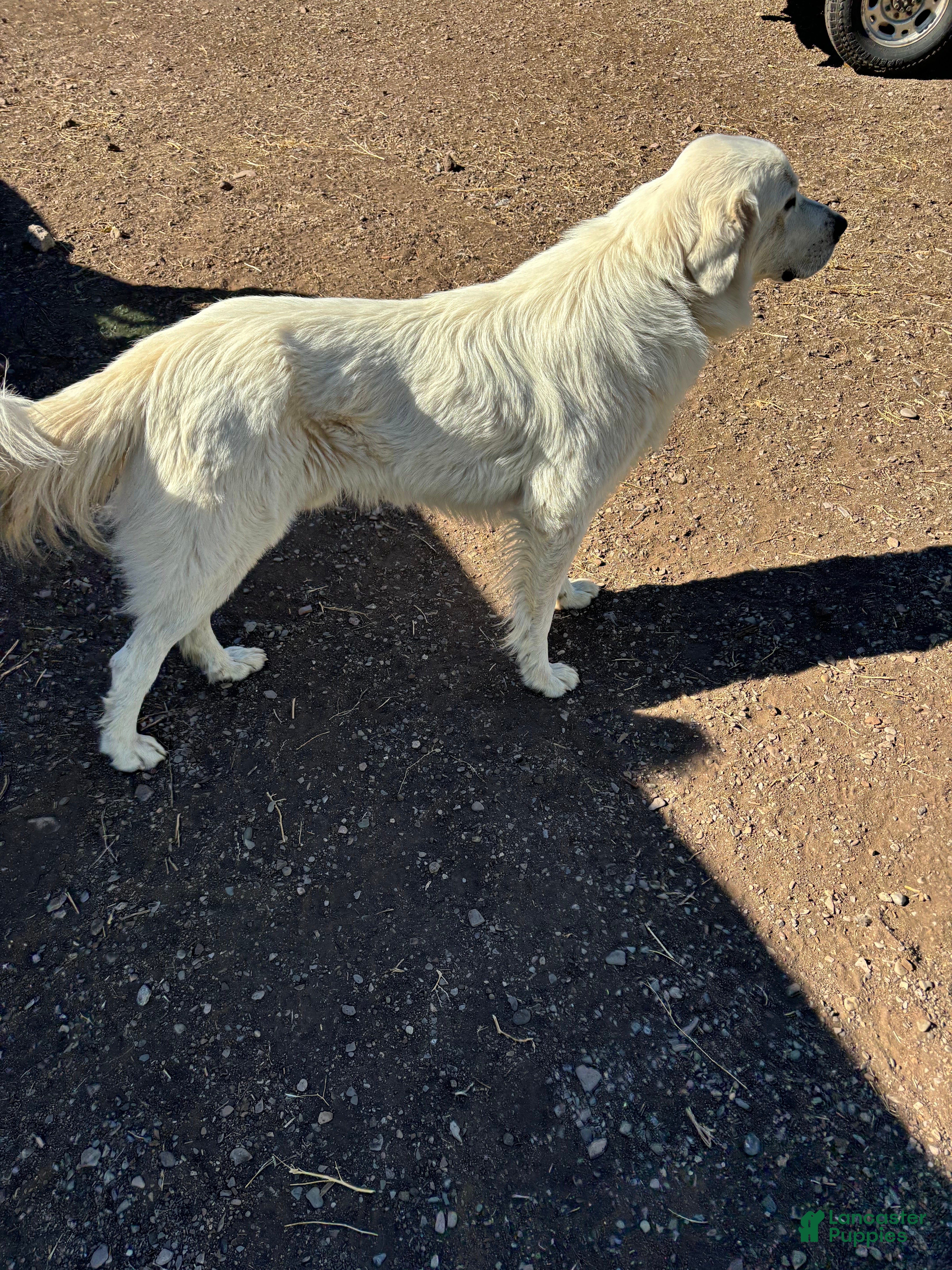 Great Pyrenees dogs Great Pyrenees Puppy 5 - Ad 32