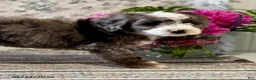 Mini Sheepadoodle dogs for sale: Lexi   - Ad 5