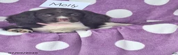 English Springer Spaniel dogs for sale: Molly - Ad 4