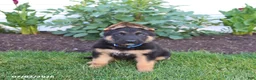 German Shepherd dogs for sale: Sawyer - Ad 2