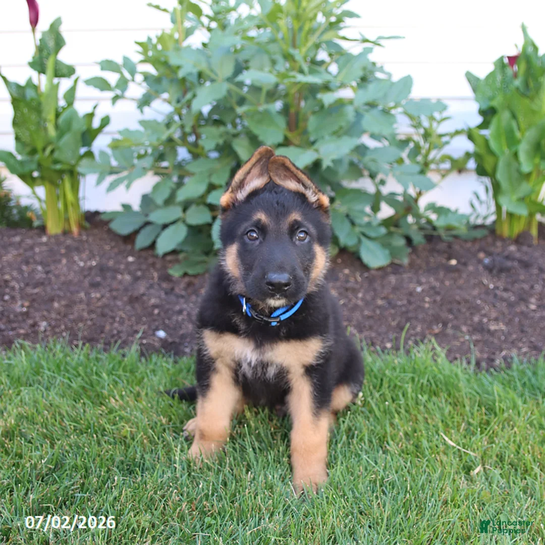 German Shepherd dogs for sale: Sawyer - Ad 2