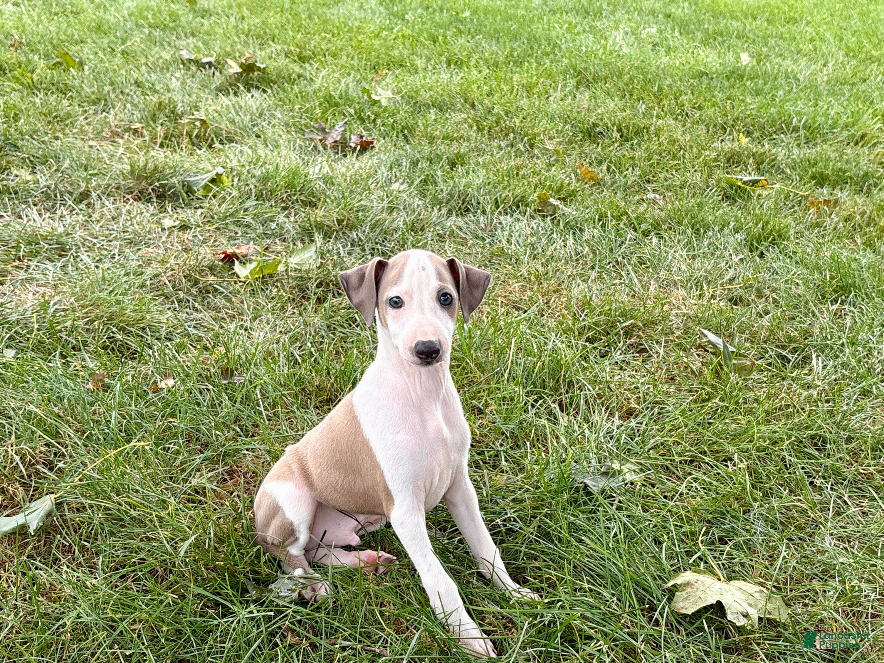 Italian Greyhound dogs Italian Greyhound male 1 fawn and white  - Ad 1