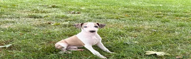 Italian Greyhound male 1 fawn and white 