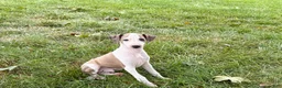 Italian Greyhound dogs for sale: Italian Greyhound male 1 fawn and white  - Ad 1