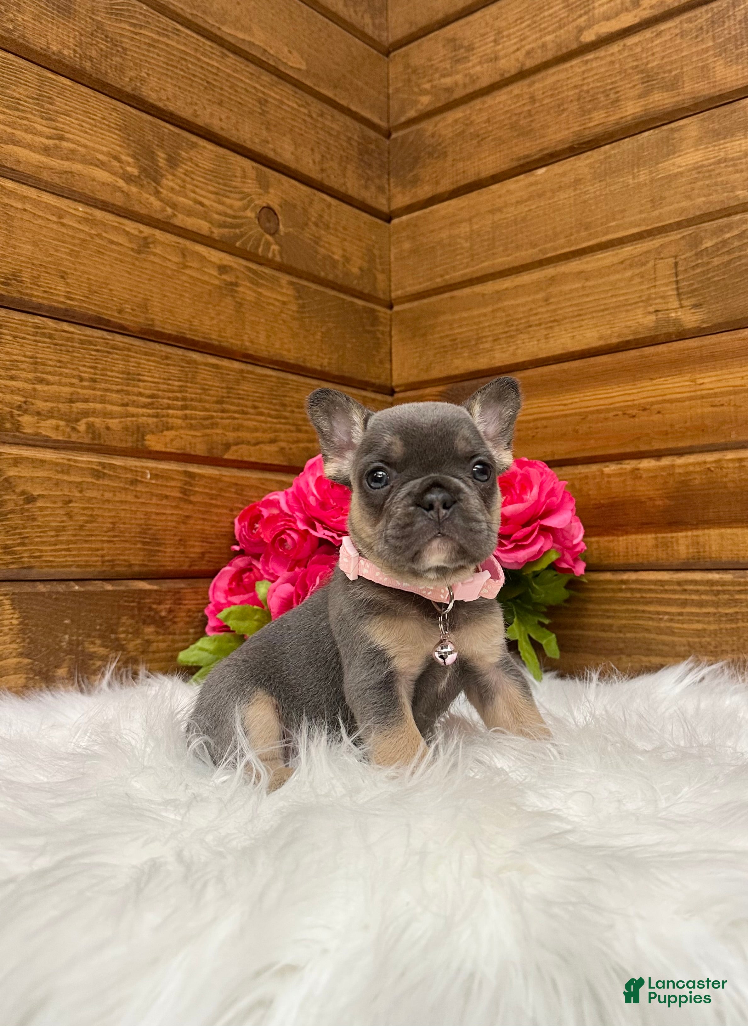 French Bulldog dogs for sale: Molli - Ad 2