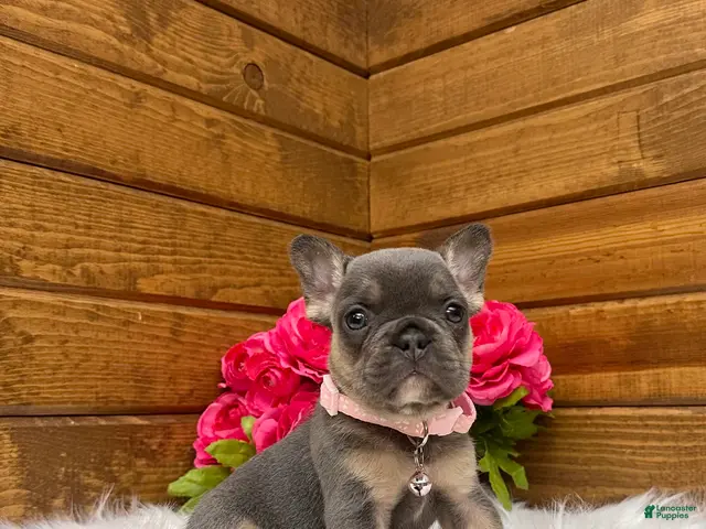 French Bulldog dogs for sale: Molli - Ad 2