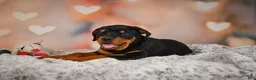 Rottweiler dogs for sale: Ace - Ad 11