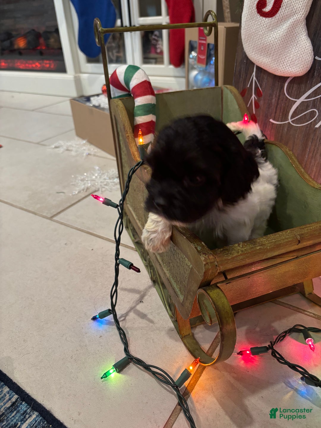 Cockapoo dogs for sale: Cockapoo Puppy 1 - Ad 3