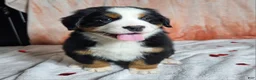 Bernese Mountain Dog dogs for sale: Finn - Ad 5