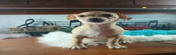 Chihuahua dogs for sale: Nationwide delivery. Popcorn yellow boy - Ad 5
