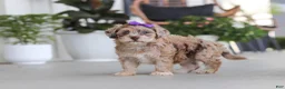 Havapoo dogs for sale: Chloe - Ad 1
