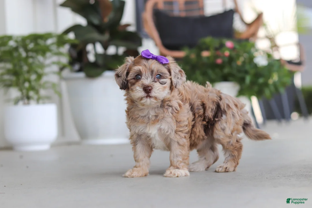 Havapoo dogs for sale: Chloe - Ad 1