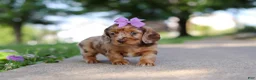 Miniature Dachshund dogs for sale: Clementine - Ad 4