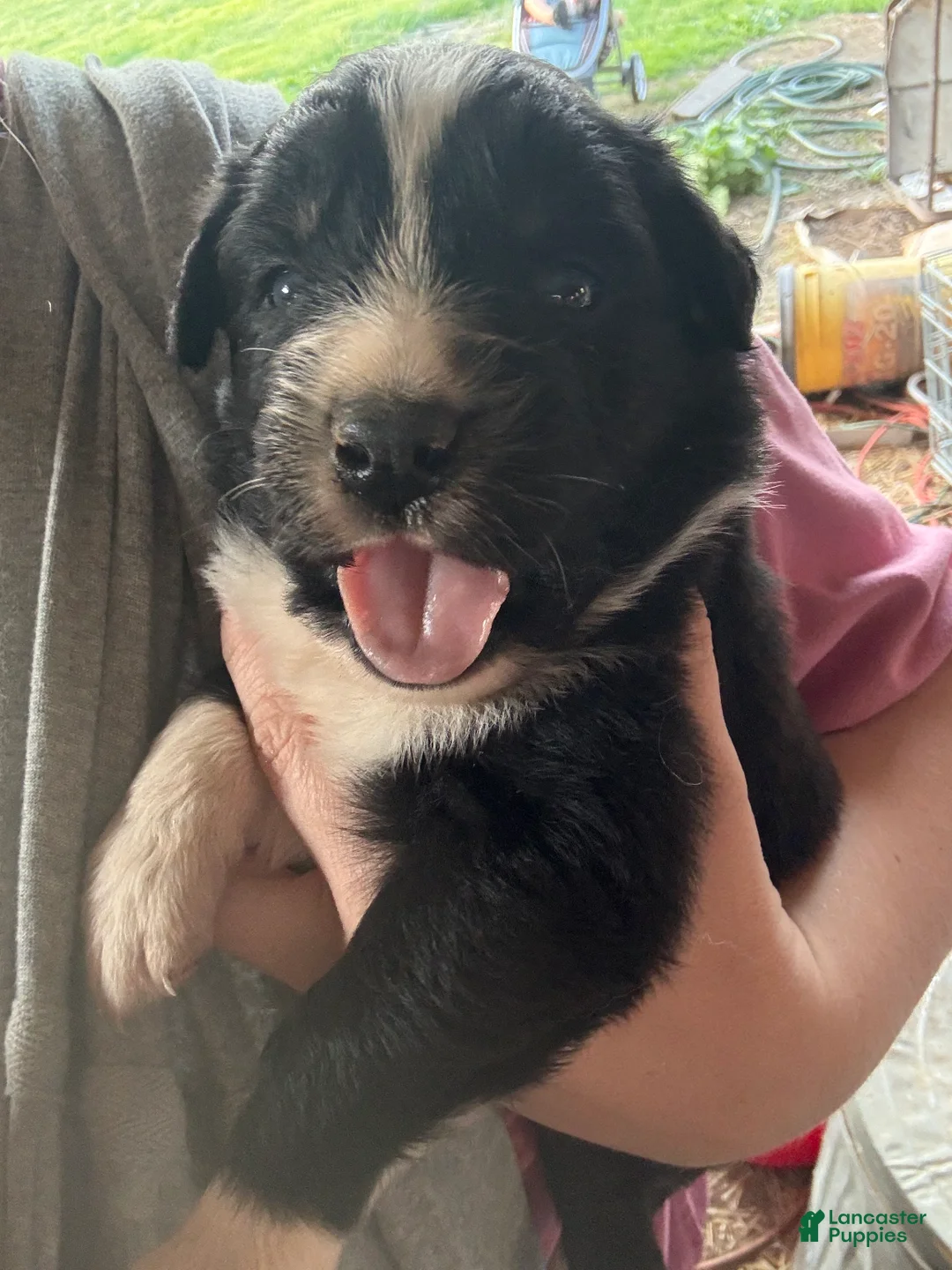 Australian Shepherd dogs for sale: Australian Shepherd Puppy 6 - Ad 2
