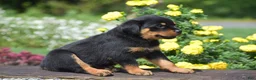 Rottweiler dogs for sale: Royal - Ad 5