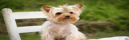Yorkshire Terrier dogs for sale: Bitsy - Ad 9