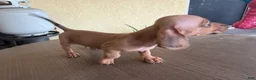 Miniature Dachshund dogs for sale: Bentley - Ad 1