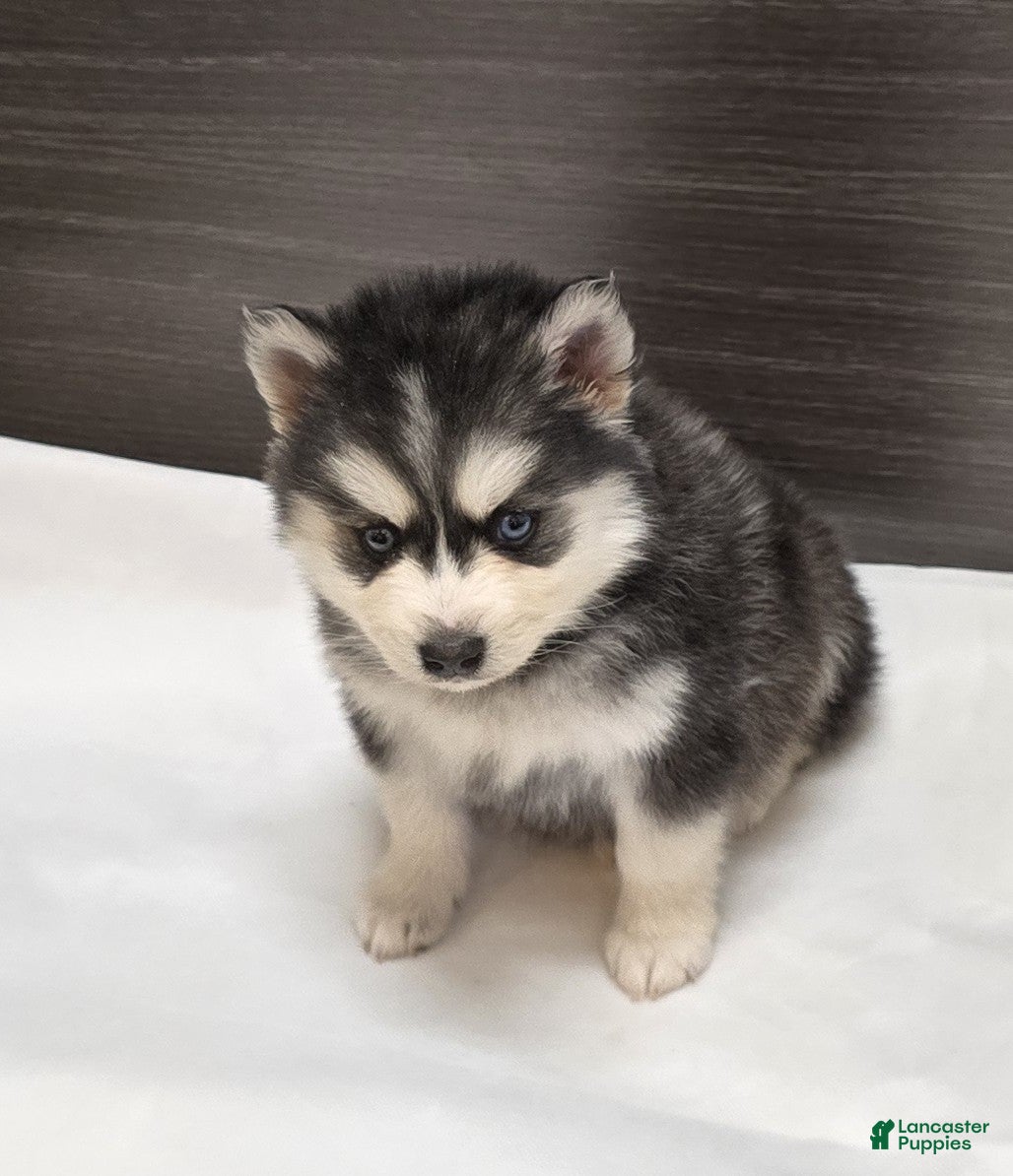 Pomsky dogs Loki - Ad 2