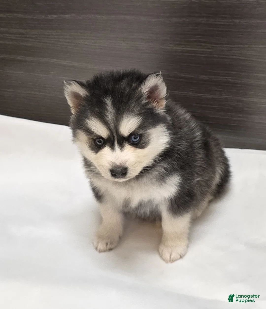 Pomsky dogs for sale: Loki - Ad 2