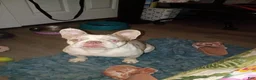 French Bulldog dogs for sale: French Bulldog Puppy 1 - Ad 3