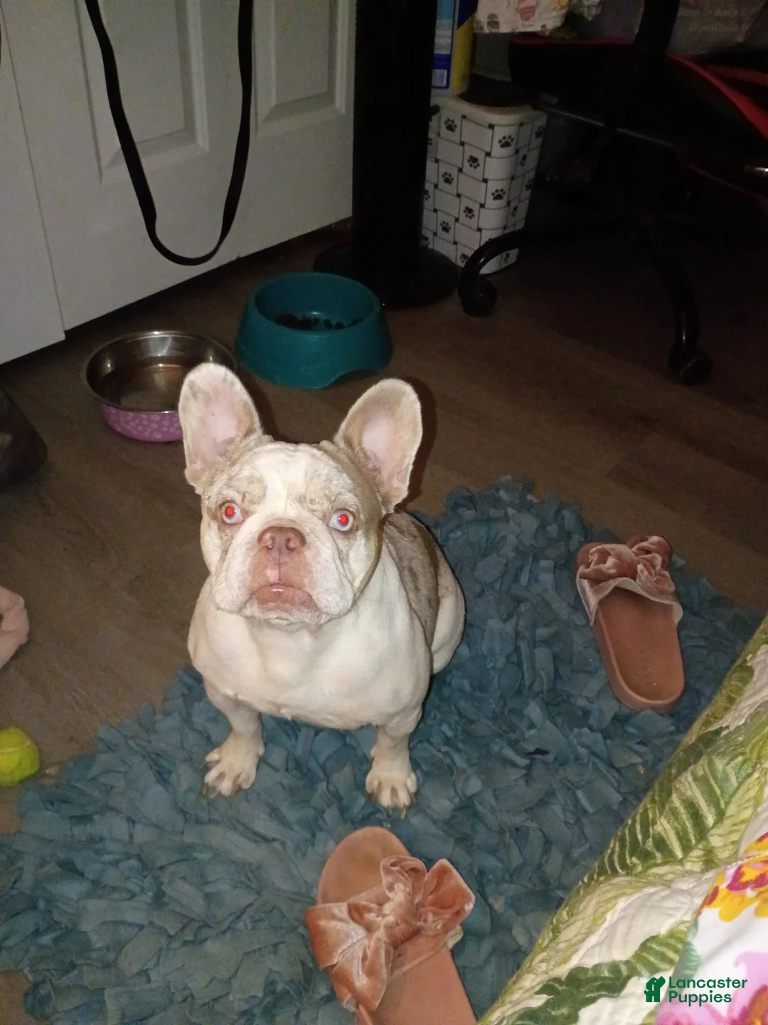 French Bulldog dogs for sale: French Bulldog Puppy 1 - Ad 3