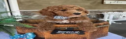 Mini Goldendoodle dogs for sale: Wade - Ad 4