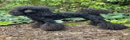 Miniature Poodle dogs for sale: Ivar - Ad 6