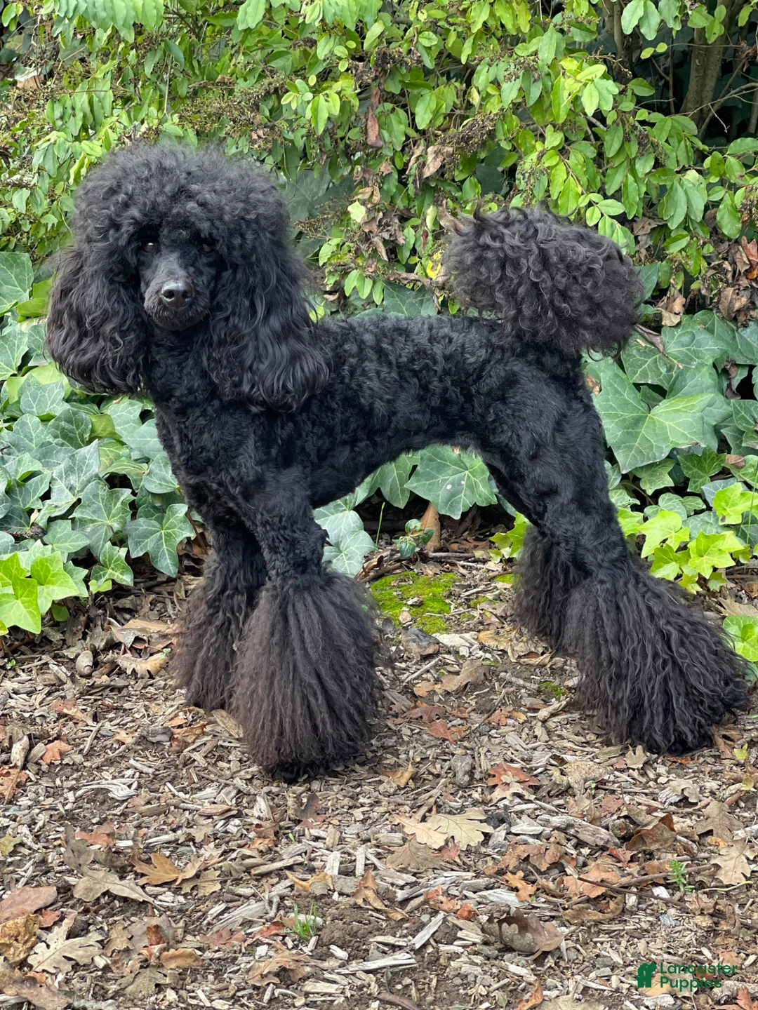 Miniature Poodle dogs for sale: Ivar - Ad 6
