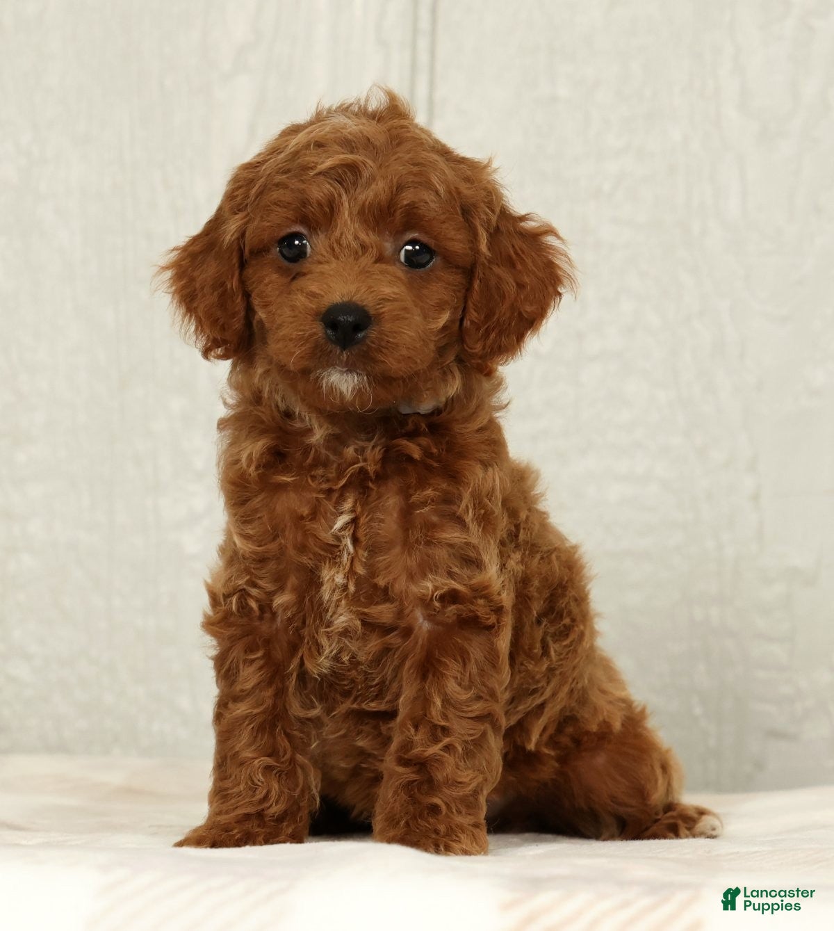 Cavapoo dogs Benji - Ad 1