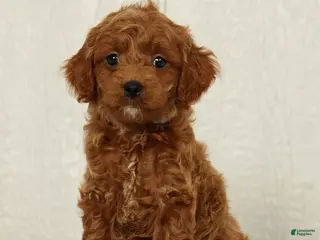 Cavapoo dogs for sale: Benji - Ad 1