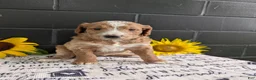 Goldendoodle dogs for sale: Lola - Ad 10