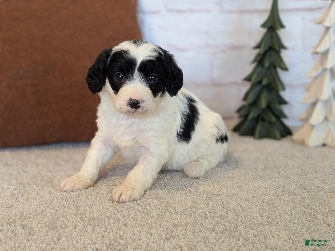 Mixed Breed dogs for sale: Ashton  - Ad 3
