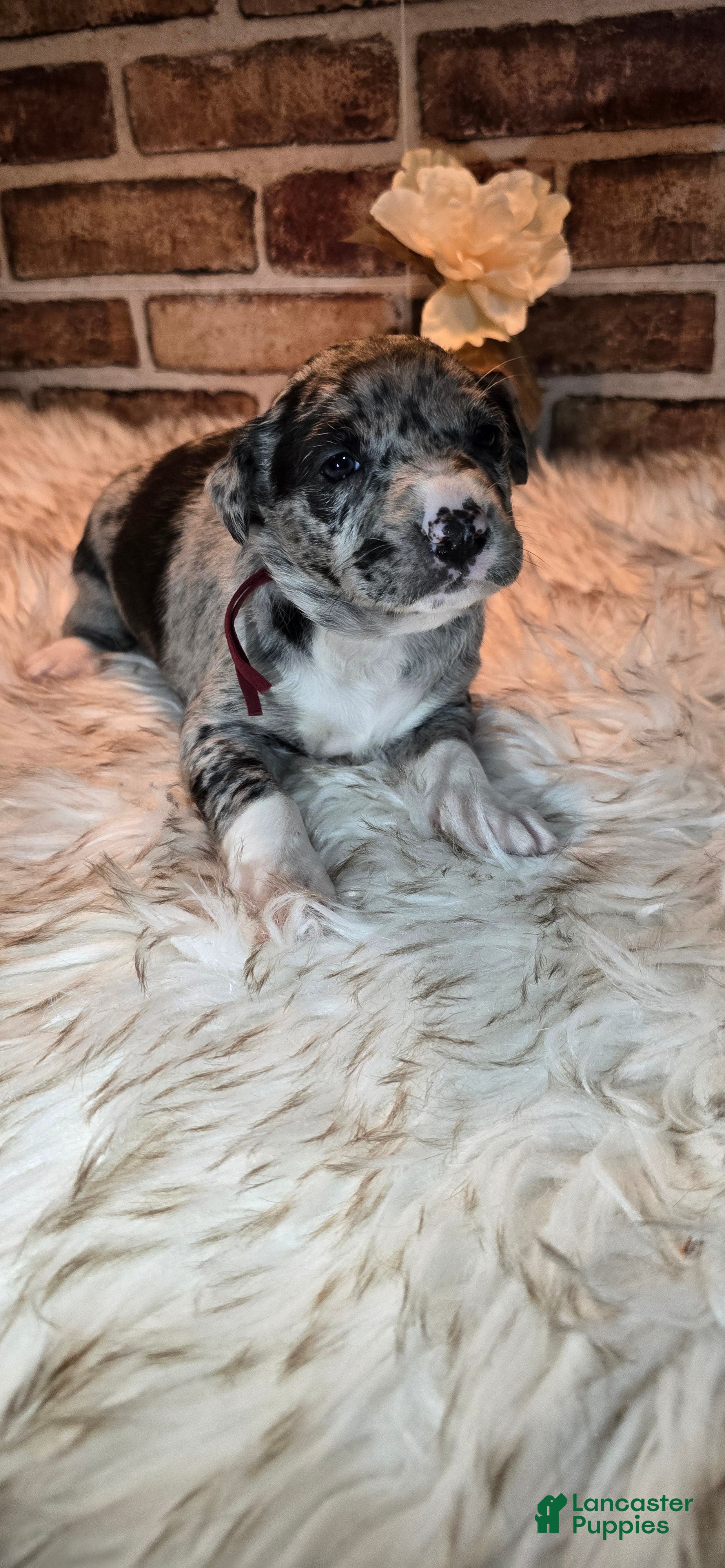 Mixed Breed dogs Willow - Ad 10