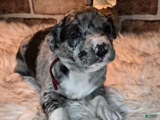 Mixed Breed dogs Willow - Ad 15