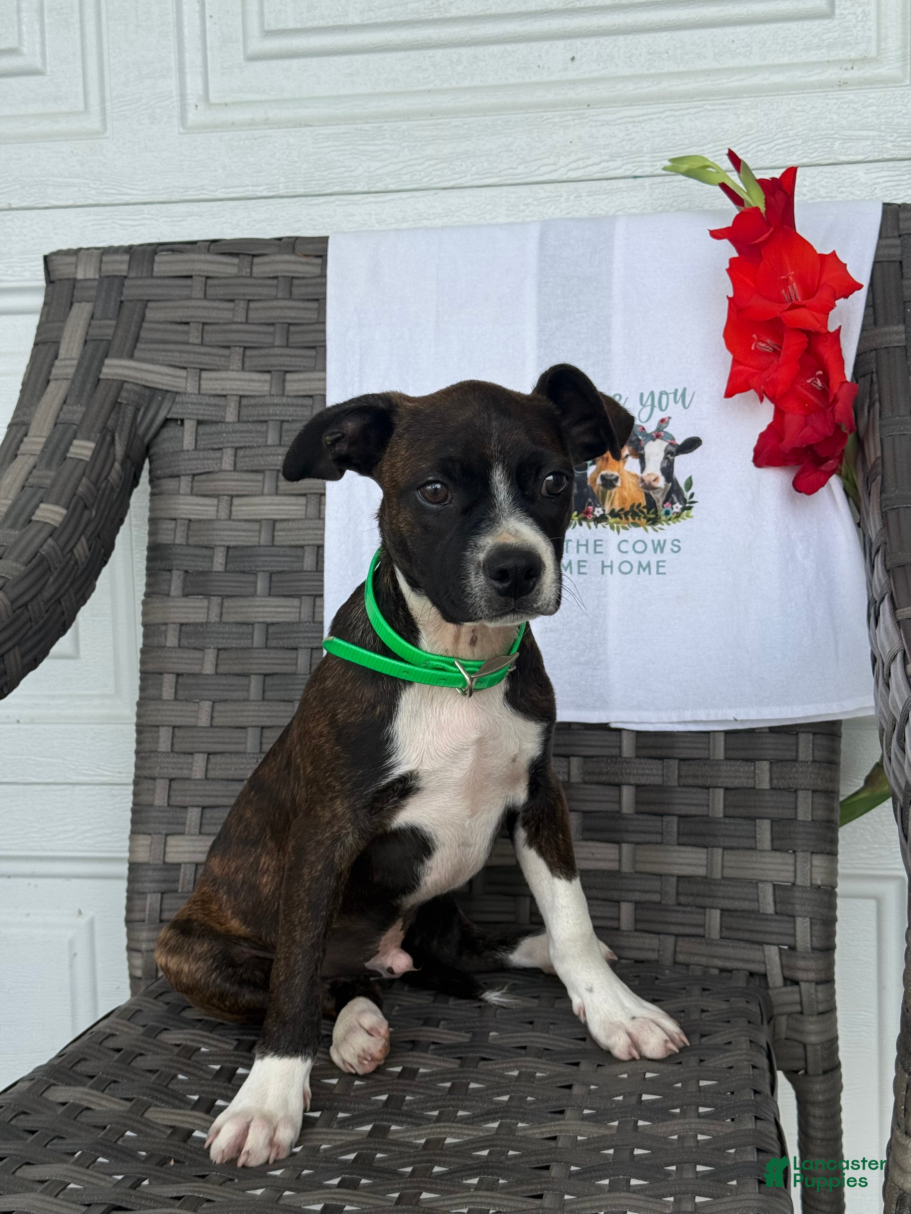 Mixed Breed dogs Grayson - Ad 2