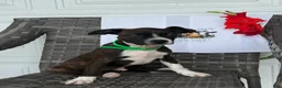 Mixed Breed dogs for sale: Grayson - Ad 2