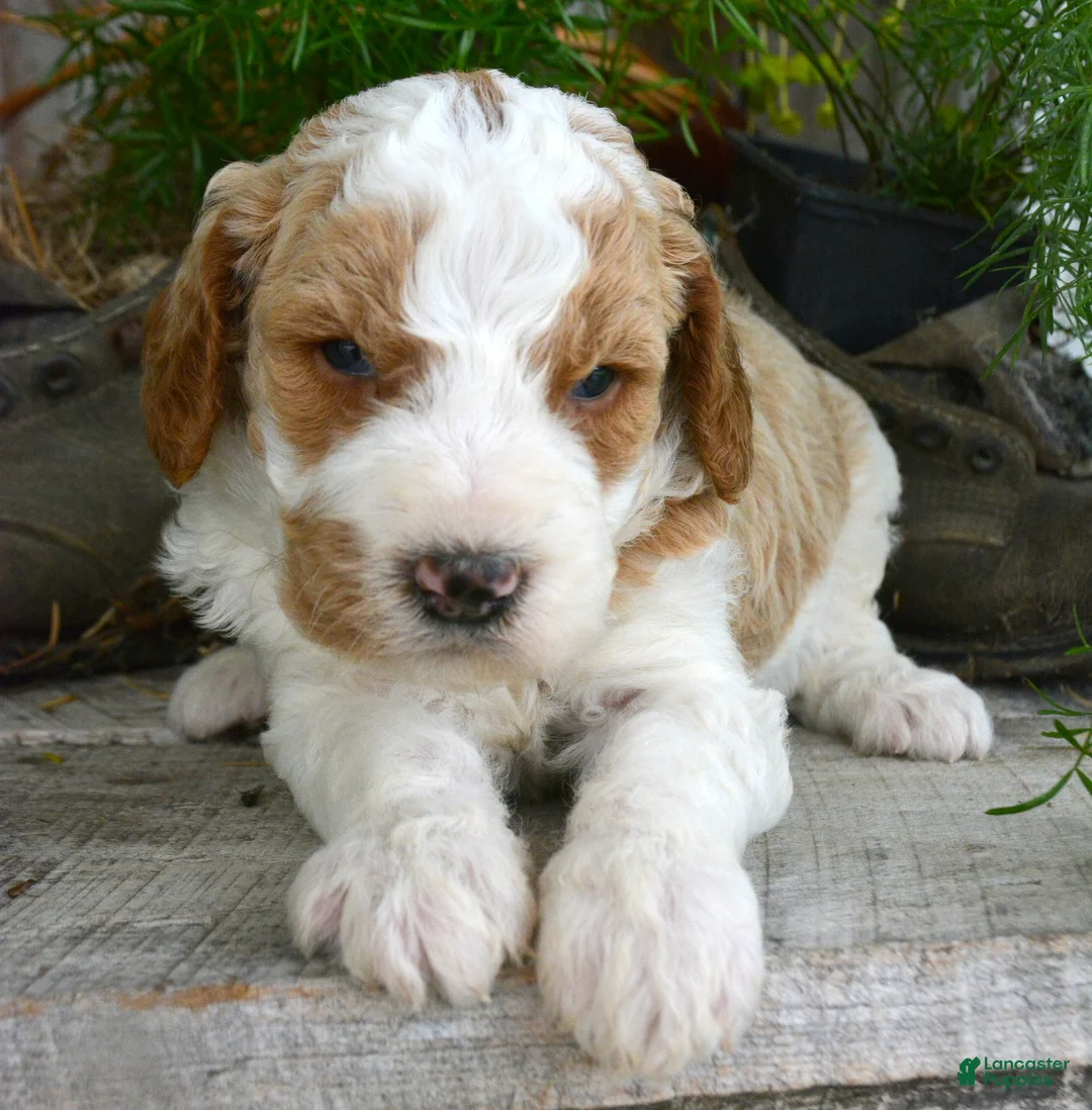 Mini Goldendoodle dogs for sale: Doug Micro Goldendoodle  - Ad 2