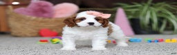 Cavapoo dogs for sale: Layla - Ad 4