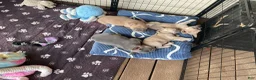French Bulldog dogs for sale: French Bulldog Puppy 1 - Ad 8